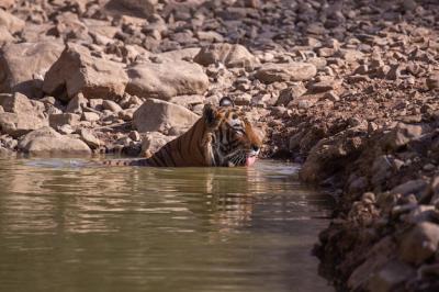 Tiger in Its Natural Habitat – Free Stock Photo, Download for Free