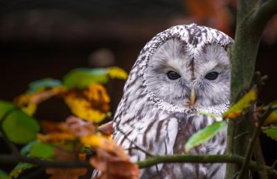 Ural Owl – Beautiful Free Stock Photo for Download