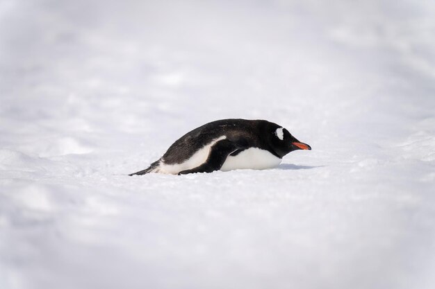 Gentoo Penguin Relaxing on Snow in Sunlight – Free Download