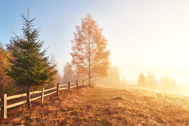 Shiny Tree on Hill Slope Illuminated by Sunny Beams in Foggy Mountain Valley – Free Stock Photo Download