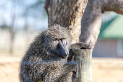 Baboon on a Tree: Download Free Stock Photo