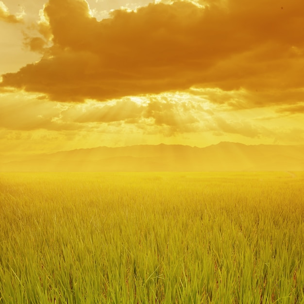 Captivating Green Field at Sunset – Free Download