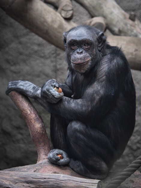 Monkey Sitting in a Zoo – Free Stock Photo for Download