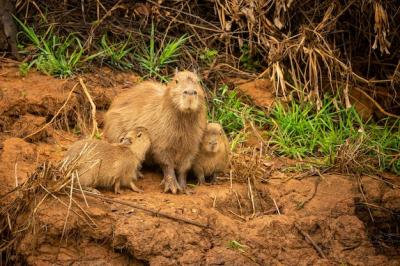 Capybara in Northern Pantanal Habitat – South American Wildlife Beauty, Free Stock Photo for Download