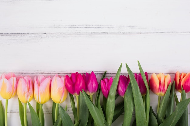 Colorful Tulips in Row – Free Stock Photo for Download