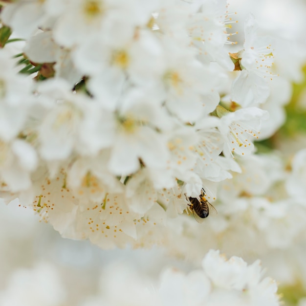 Stunning White Flowers on a Branch – Free Download for Stock Photo