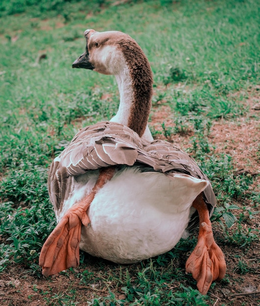 Vertical Close-Up Shot of a Goose Sitting on the Grass – Free Stock Photo for Download