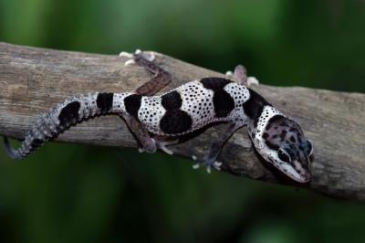 Mack Snow Gecko Closeup and Climbing on Stalk – Free Stock Photo, Download for Free