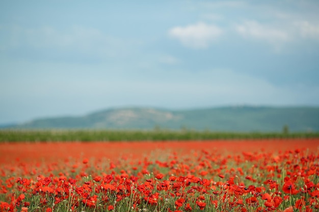 Poppies Field – Stunning Free Stock Photo for Download