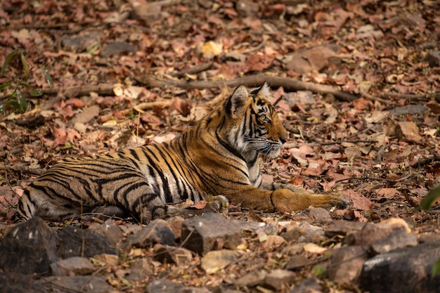 Tiger in Its Natural Habitat – Free Stock Photo for Download