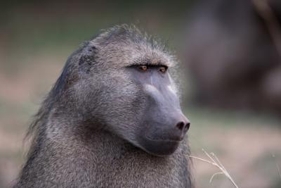 Closeup Shot of a Baboon Monkey with Blurred Background – Free Download