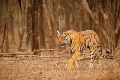 Tiger Male in Natural Habitat – Wildlife Scene in Rajasthan, India | Free Stock Photo Download