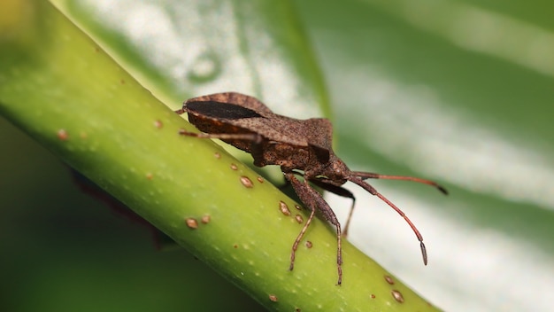 Brown Shield Bug Closeup on Stem – Free Download