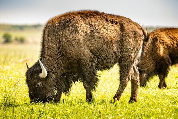 Bison in the Tall Grass Prairie Oklahoma – Free Stock Photo, Download for Free