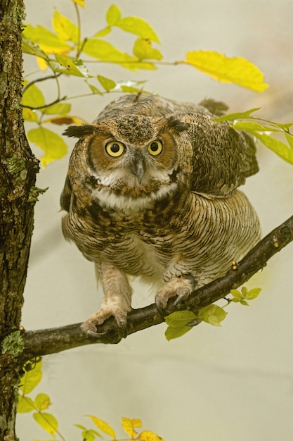 Great Horned Owl Closeup on Tree Branch – Free Stock Photo Download