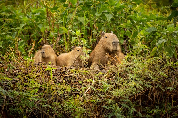 Capybara in the Northern Pantanal: South American Wildlife Beauty