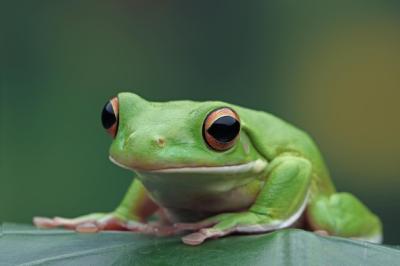 Whitelipped Tree Frog Litoria Infrafrenata on Green Leaves – Free Stock Photo, Download Free Stock Photo