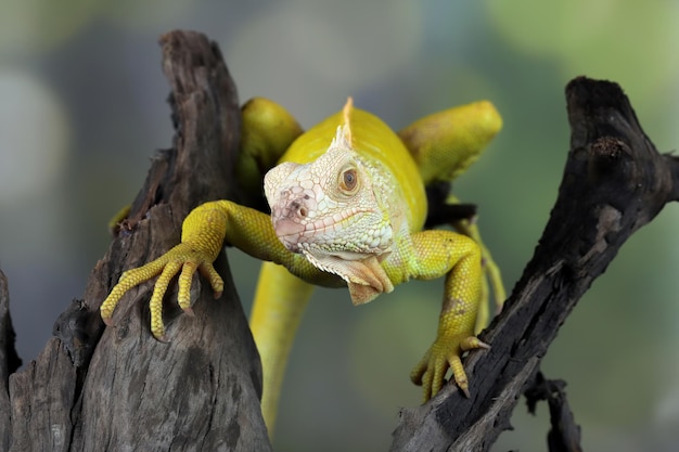 Closeup of Albino Iguana on Wood – Free Download