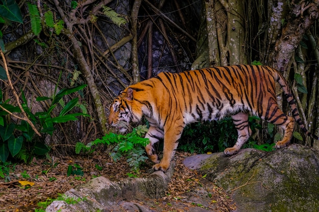 Tiger Hidden Among Green Branches – Free Download