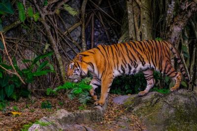 Tiger Hidden Among Green Branches – Free Download