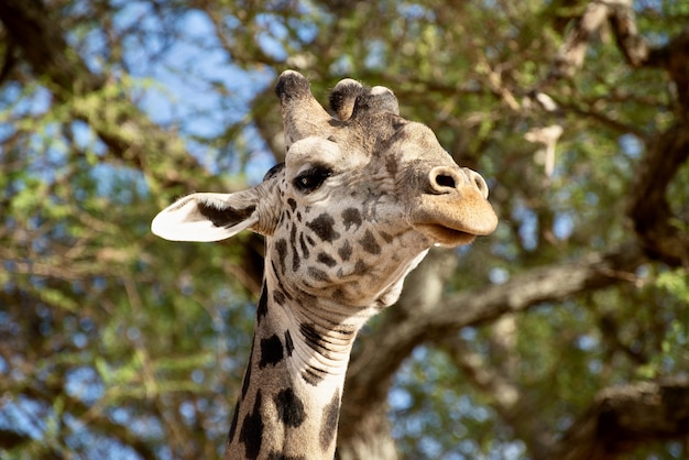 Closeup Shot of a Cute Giraffe Surrounded by Lush Green Trees – Free Download