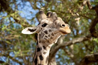 Closeup Shot of a Cute Giraffe Surrounded by Lush Green Trees – Free Download