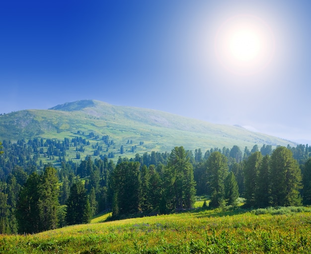 Forest Mountains on a Sunny Day – Free Download