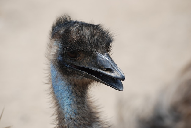 Emus: Large Birds Native to Australia – Free Stock Photos for Download