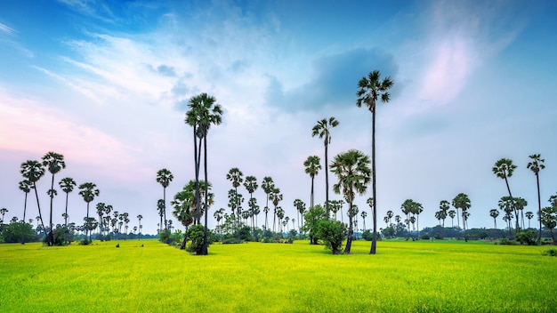 Stunning Landscape of Sugar Palm and Rice Field – Free Stock Photo Download