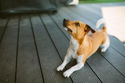 Cute Basenji Dog Playing Outdoors During the Daytime – Free Stock Photo, Download for Free