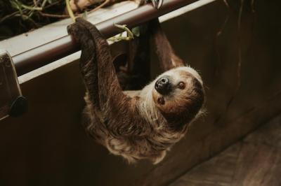 Sloth Hanging on the Railing – Free Stock Photo Download