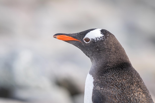 Sunlit Gentoo Penguin Close-Up Left View – Free Download