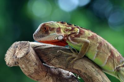 Close-up of a Beautiful Green Iguana on Wood – Free Stock Photo for Download