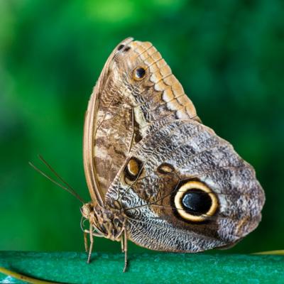 Close-Up of Buckeye Butterfly with Blurry Background – Free Download