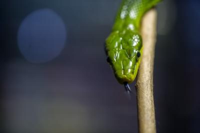 Selective Focus of a Green Snake – Free Download