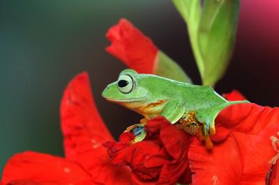 Javan Tree Frog Closeup: Stunning Image of Rhacophorus Reinwartii on Green Leaves – Free Download