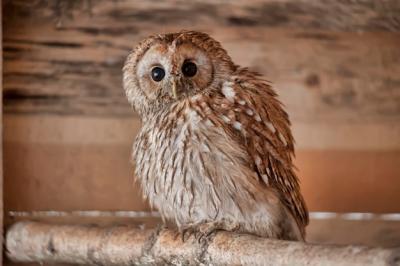 Close-up of Owl Perching Outdoors – Free Download