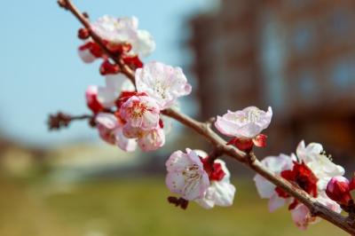 Beautiful Cherry Blossom Flowers on a Tree Branch – Free Download