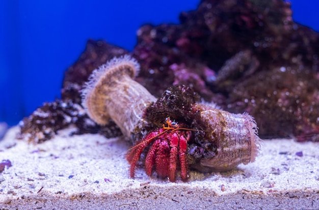 Explore the Historic Naples Aquarium Anton Dorn – A Haven for Unique Marine Life | Free Download, Download Free Stock Photos