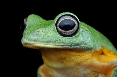 Closeup of Redeyed Tree Frog (Agalychnis callidryas) and Leaves – Free Download