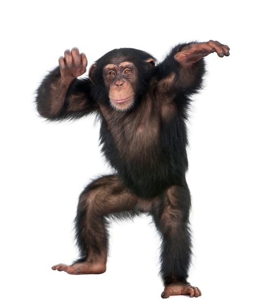 Young Chimpanzee Dancing – Simia troglodytes | Free Stock Photo, Download for Free