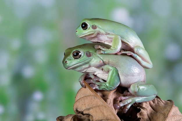 Australian White Tree Frog on Branch – Free Stock Photo, Download for Free