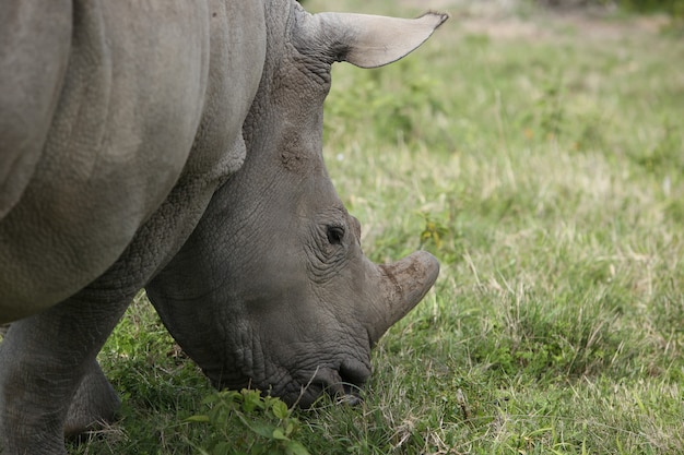 Closeup of a Grazing Rhinoceros in Daylight – Free Stock Photo, Download Free