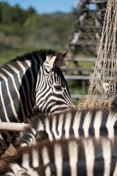 Eye of Zebra – Free Stock Photo Download