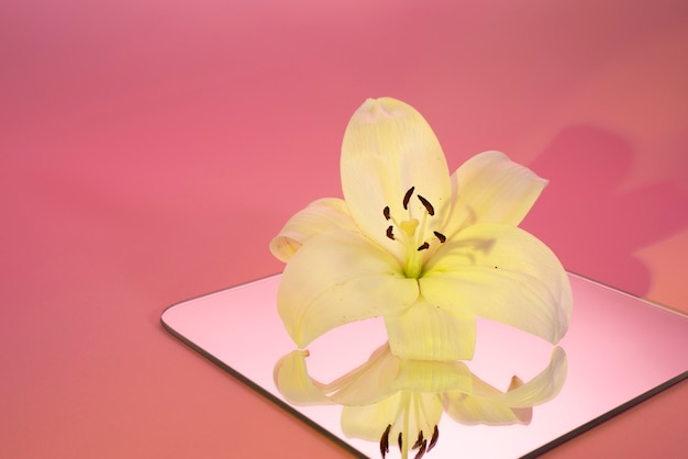 Orchid Flower Reflection on Pink Background – Free to Download