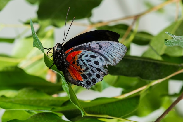 Delicate Butterfly in Nature – Free Stock Photo for Download