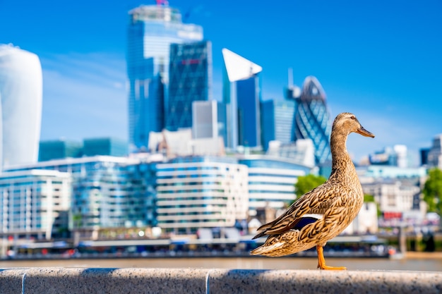 Close Up Photo of a Mallard with a Cityscape Background – Free Download