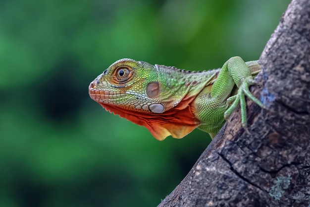 Closeup of a Beautiful Red Iguana on Wood – Free Download