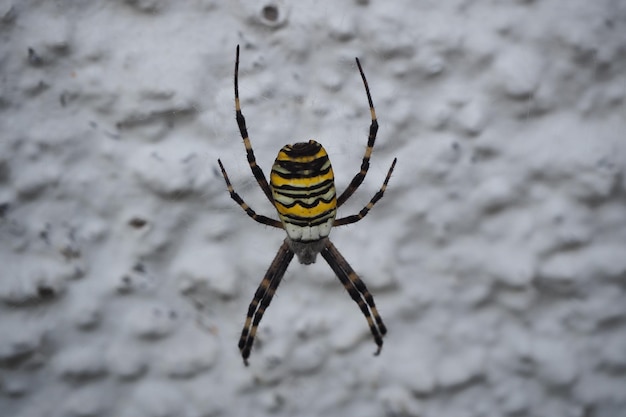 Closeup Shot of a Yellow Garden Spider – Free Stock Photo, Download Free