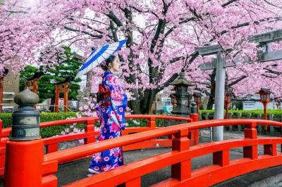 Asian Woman in Traditional Japanese Kimono Surrounded by Cherry Blossoms at Kyoto Temple – Free Stock Photo for Download